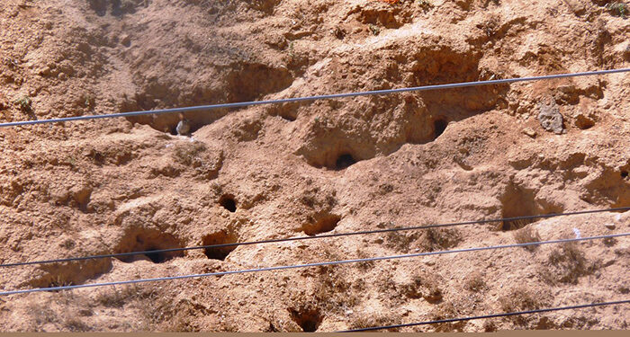 Concentración conjunta de Asaja CLM y UPA Castilla-La Mancha por los daños de conejo de monte 1 Concentración conjunta de Asaja CLM y UPA Castilla-La Mancha por los daños de conejo de monte