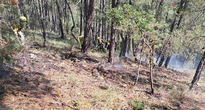 Controlado un incendio forestal en El Pozuelo 1 Controlado un incendio forestal en El Pozuelo