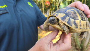 El Seporna rescata una tortuga mora en una parcela de Trijueque 2 El Seporna rescata una tortuga mora en una parcela de Trijueque