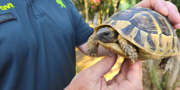 El Seporna rescata una tortuga mora en una parcela de Trijueque