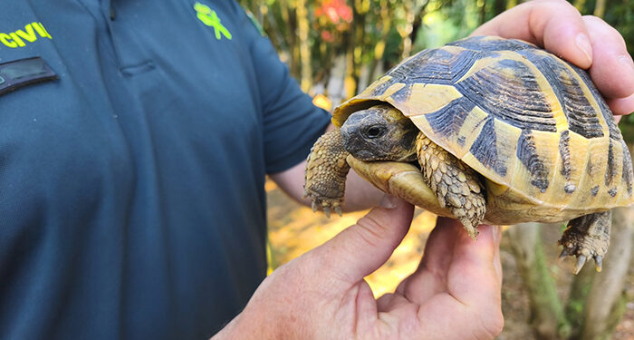 El Seporna rescata una tortuga mora en una parcela de Trijueque 1 El Seporna rescata una tortuga mora en una parcela de Trijueque