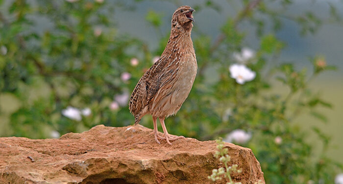 El sector cinegético busca cumplir un nuevo reto, realizar censos simultáneos de codorniz en toda España
