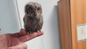 La Policía Local de Cuenca rescata una cría de autillo en la calle