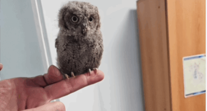 La Policía Local de Cuenca rescata una cría de autillo en la calle