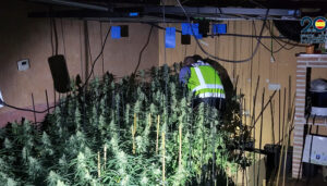 La Policía Nacional descubre un cultivo de marihuana en una vivienda de Guadalajara en la que se había producido un incendio