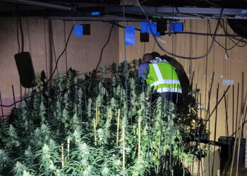 La Policía Nacional descubre un cultivo de marihuana en una vivienda de Guadalajara en la que se había producido un incendio La Policía Nacional descubre un cultivo de marihuana en una vivienda de Guadalajara en la que se había producido un incendio