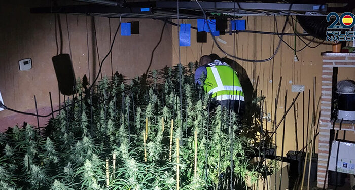 La Policía Nacional descubre un cultivo de marihuana en una vivienda de Guadalajara en la que se había producido un incendio