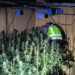 La Policía Nacional descubre un cultivo de marihuana en una vivienda de Guadalajara en la que se había producido un incendio