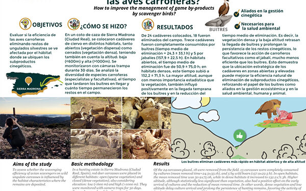 La ubicación estratégica de restos cinegéticos puede mejorar la eficacia natural de las aves carroñeras para eliminarlos 1 La ubicación estratégica de restos cinegéticos puede mejorar la eficacia natural de las aves carroñeras para eliminarlos