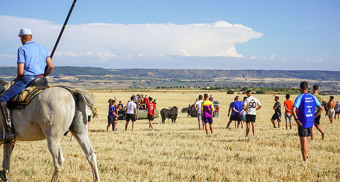 Multitudinario encierro por el campo en Cabanillas