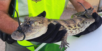 Unos pescadores capturan un caimán en el pantano de Almansa