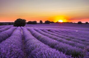 campos de lavanda brihuega