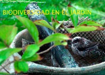 Vídeo. Biodiversidad en el jardín