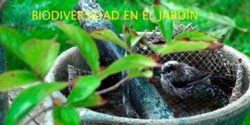 Vídeo. Biodiversidad en el jardín