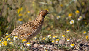 Comienza la media veda 2025 con la vuelta de la caza de la tórtola europea y regulación específica para la codorniz común 2 Comienza la media veda 2025 con la vuelta de la caza de la tórtola europea y regulación específica para la codorniz común