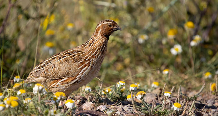 Comienza la media veda 2025 con la vuelta de la caza de la tórtola europea y regulación específica para la codorniz común 1 Comienza la media veda 2025 con la vuelta de la caza de la tórtola europea y regulación específica para la codorniz común