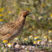 Comienza la media veda 2025 con la vuelta de la caza de la tórtola europea y regulación específica para la codorniz común
