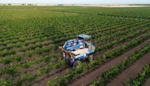 Comienza la vendimia 2025 en DO La Mancha con las primeras variedades blancas 2 Comienza la vendimia 2025 en DO La Mancha con las primeras variedades blancas