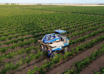 Comienza la vendimia 2025 en DO La Mancha con las primeras variedades blancas