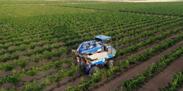 Comienza la vendimia 2025 en DO La Mancha con las primeras variedades blancas
