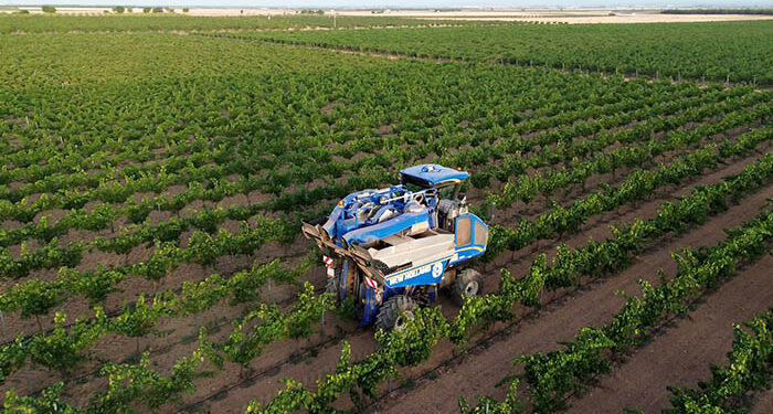 Comienza la vendimia 2025 en DO La Mancha con las primeras variedades blancas 1 Comienza la vendimia 2025 en DO La Mancha con las primeras variedades blancas