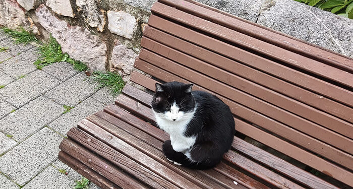 Cuenca en Marcha cede un año más sus entradas de protocolo de los conciertos de San Julián a la Protectora de Animales ‘Bonamiko’
