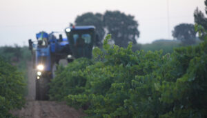 DO La Mancha se prepara para la vendimia 2025 2 DO La Mancha se prepara para la vendimia 2025