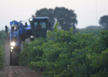 DO La Mancha se prepara para la vendimia 2025