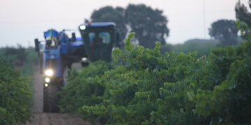 DO La Mancha se prepara para la vendimia 2025