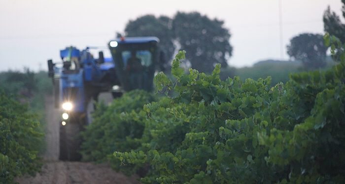 DO La Mancha se prepara para la vendimia 2025 1 DO La Mancha se prepara para la vendimia 2025