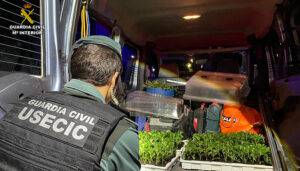 Detenida una pareja en el Pozo de Guadalajara con 400 plantas de marihuana en un coche 2 Detenida una pareja en el Pozo de Guadalajara con 400 plantas de marihuana en un coche