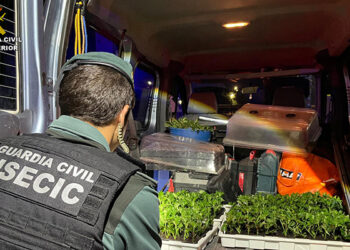 Detenida una pareja en el Pozo de Guadalajara con 400 plantas de marihuana en un coche