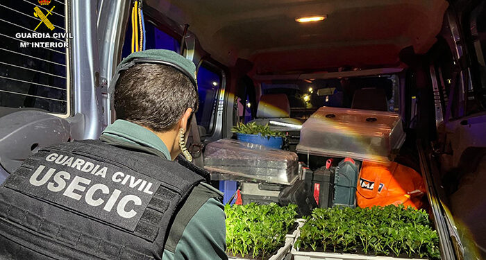 Detenida una pareja en el Pozo de Guadalajara con 400 plantas de marihuana en un coche 1 Detenida una pareja en el Pozo de Guadalajara con 400 plantas de marihuana en un coche
