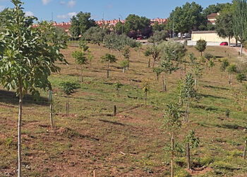 Ecologistas en Acción denuncia que el Ayuntamiento de Guadalajara quiere acabar con el Bosque Urbano de Aguas Vivas