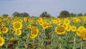 El Centro Agrario de Albaladejito publica la ubicación de los campos de ensayo de girasol de la campaña 2025 para poder ser visitados