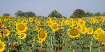 El Centro Agrario de Albaladejito publica la ubicación de los campos de ensayo de girasol de la campaña 2025 para poder ser visitados
