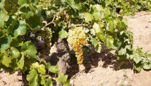 El Consejo Regulador DO La Mancha valora muy positivamente la creación de un Día del Airén 2 El Consejo Regulador DO La Mancha valora muy positivamente la creación de un Día del Airén