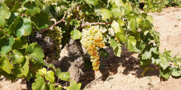 El Consejo Regulador DO La Mancha valora muy positivamente la creación de un Día del Airén