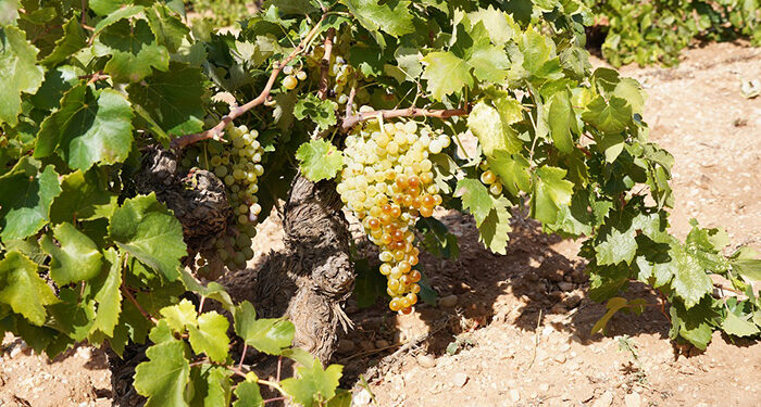 El Consejo Regulador DO La Mancha valora muy positivamente la creación de un Día del Airén 1 El Consejo Regulador DO La Mancha valora muy positivamente la creación de un Día del Airén