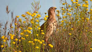 El estudio más importante sobre la codorniz en Europa inicia su sexta temporada 2 El estudio más importante sobre la codorniz en Europa inicia su sexta temporada