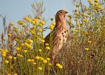El estudio más importante sobre la codorniz en Europa inicia su sexta temporada
