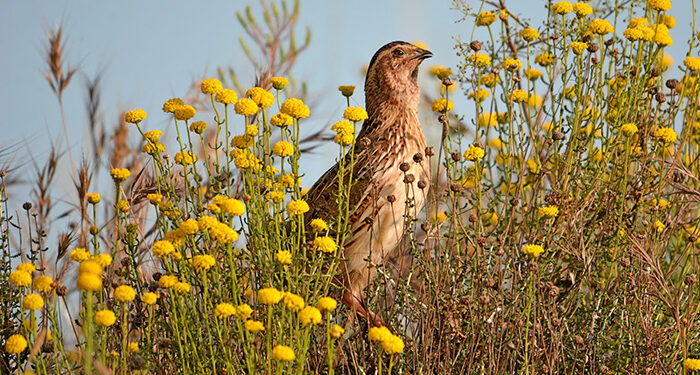 El estudio más importante sobre la codorniz en Europa inicia su sexta temporada 1 El estudio más importante sobre la codorniz en Europa inicia su sexta temporada