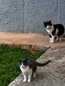 Entregadas las primeras autorizaciones provisionales de persona colaboradora autorizada para el cuidado de las colonias felinas de Azuqueca