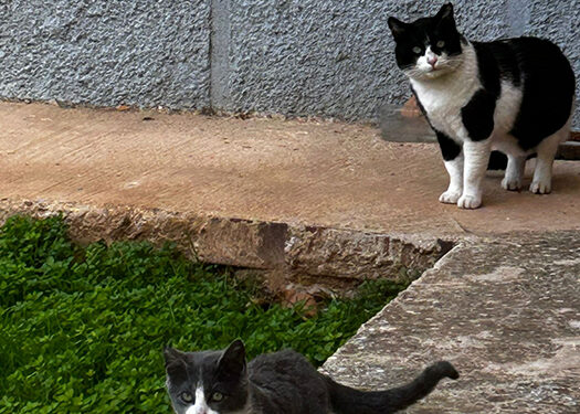 Entregadas las primeras autorizaciones provisionales de persona colaboradora autorizada para el cuidado de las colonias felinas de Azuqueca