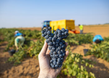 Ya se vendimia la Tempranillo en DO La Mancha.