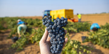 Ya se vendimia la Tempranillo en DO La Mancha.