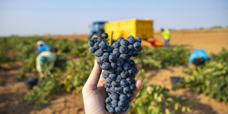 Ya se vendimia la Tempranillo en DO La Mancha. 1 F30A3702 1