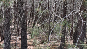 Fundación Artesimán asegura que el abandono rural y la pérdida de usos tradicionales dejan los montes españoles a merced del fuego 2 Fundación Artesimán asegura que el abandono rural y la pérdida de usos tradicionales dejan los montes españoles a merced del fuego