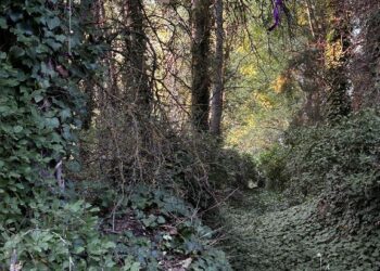 Setiles cuenta este verano con un ‘Bosque de las hadas’ gracias a la iniciativa de dos vecinos