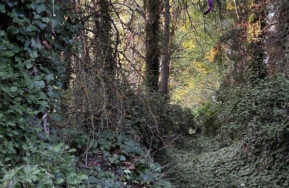 Setiles cuenta este verano con un ‘Bosque de las hadas’ gracias a la iniciativa de dos vecinos 1 Setiles cuenta este verano con un ‘Bosque de las hadas’ gracias a la iniciativa de dos vecinos